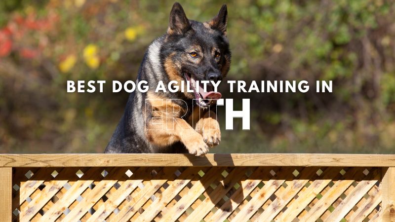 Best Dog Agility Training in Erith