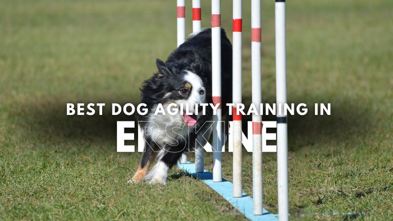 Best Dog Agility Training in Erskine