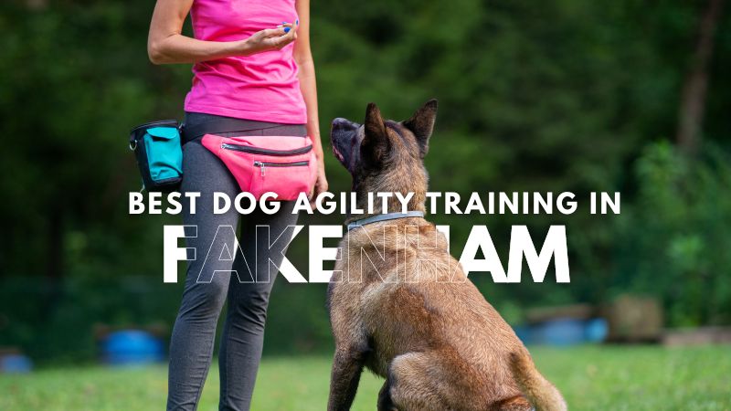 Best Dog Agility Training in Fakenham