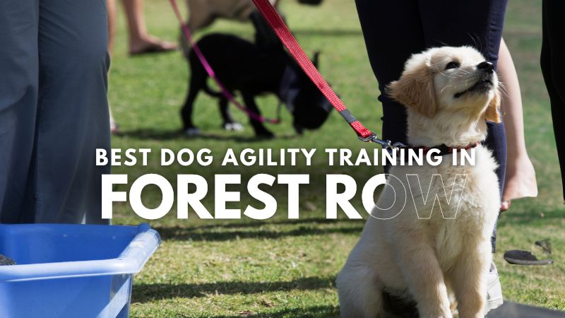 Best Dog Agility Training in Forest Row