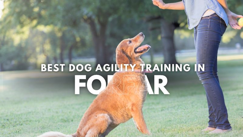 Best Dog Agility Training in Forfar