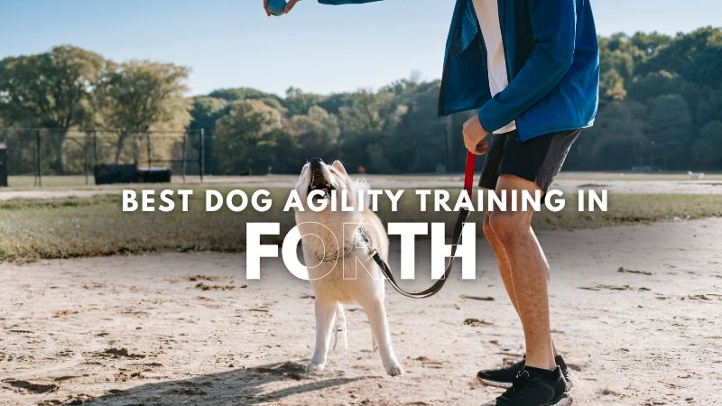 Best Dog Agility Training in Forth