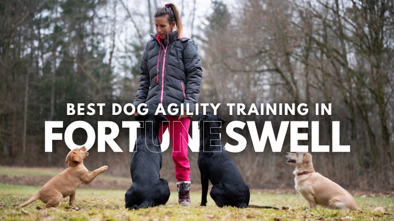 Best Dog Agility Training in Fortuneswell