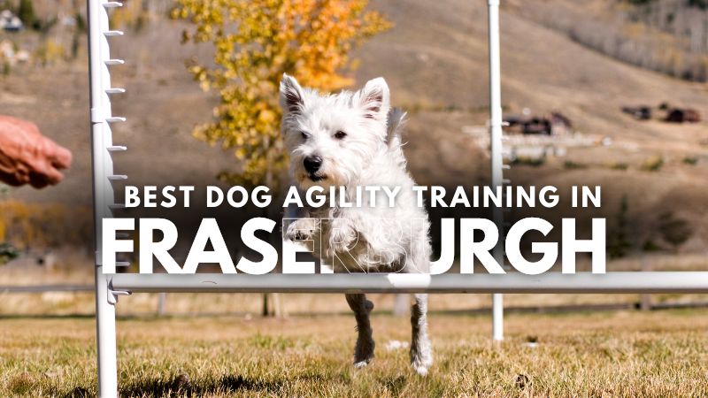 Best Dog Agility Training in Fraserburgh