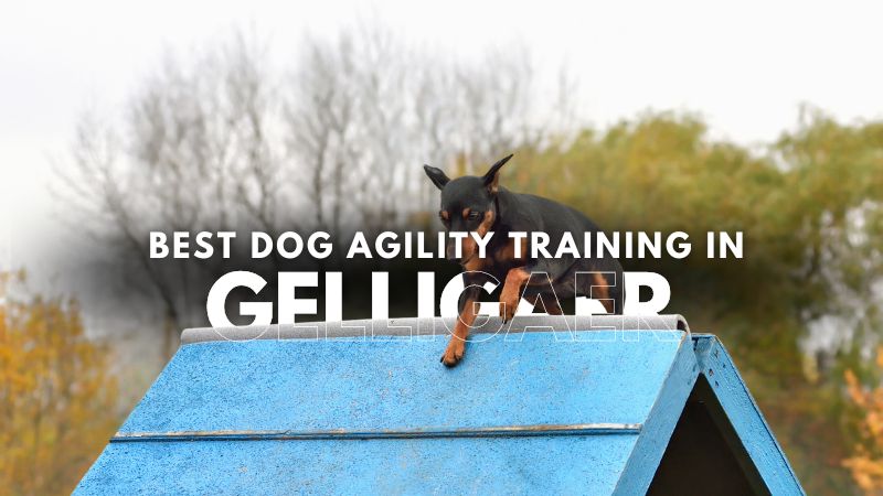 Best Dog Agility Training in Gelligaer