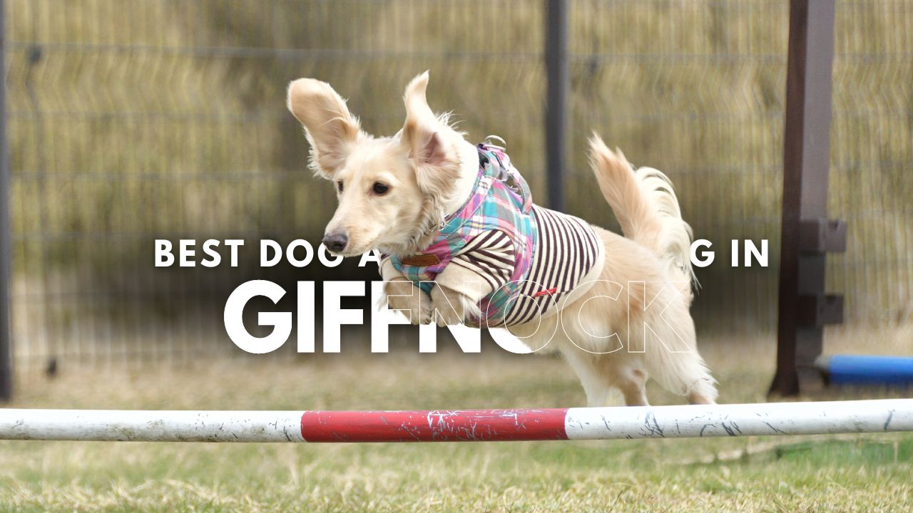 Best Dog Agility Training in Giffnock