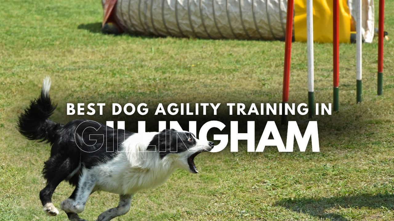 Best Dog Agility Training in Gillingham