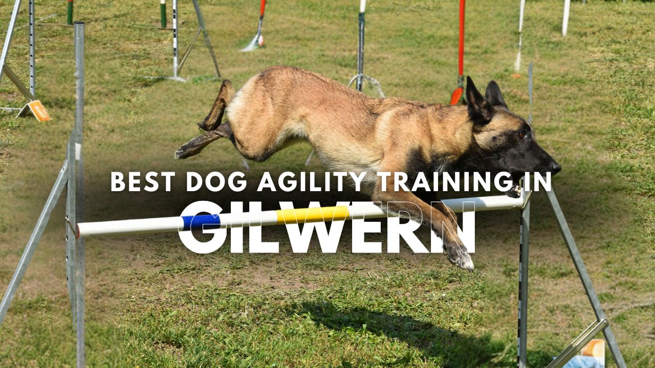 Best Dog Agility Training in Gilwern