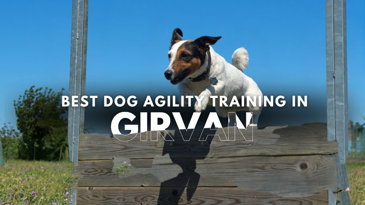 Best Dog Agility Training in Girvan