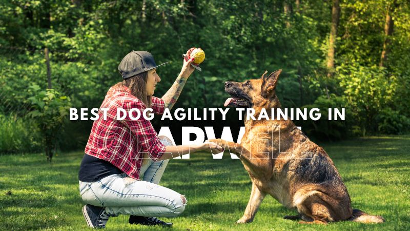 Best Dog Agility Training in Glapwell
