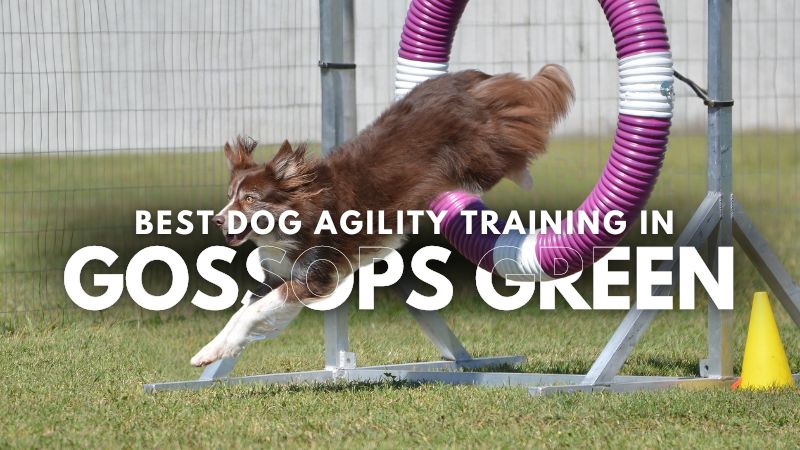 Best Dog Agility Training in Gossops Green