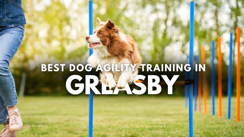 Best Dog Agility Training in Greasby