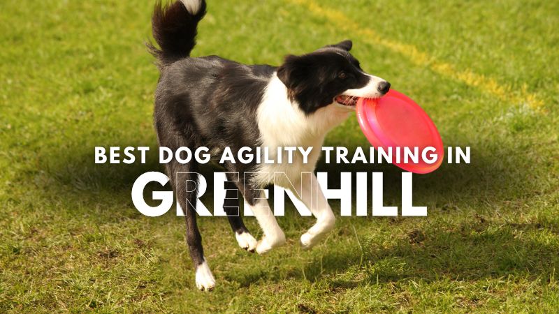 Best Dog Agility Training in Greenhill