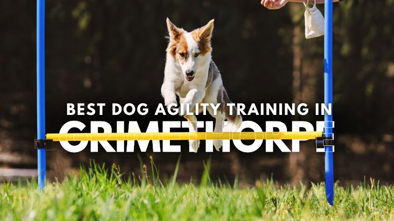Best Dog Agility Training in Grimethorpe