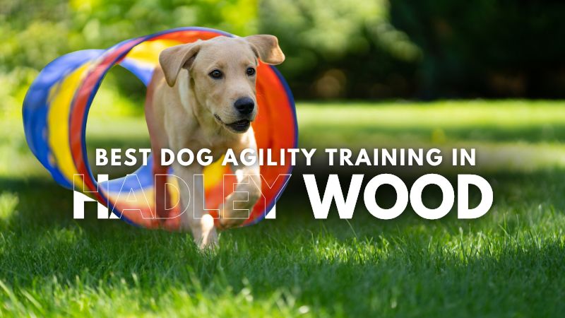 Best Dog Agility Training in Hadley Wood