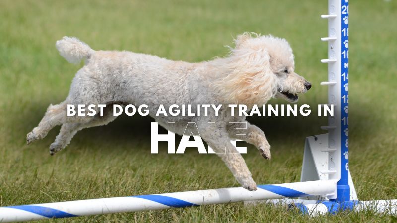 Best Dog Agility Training in Hale