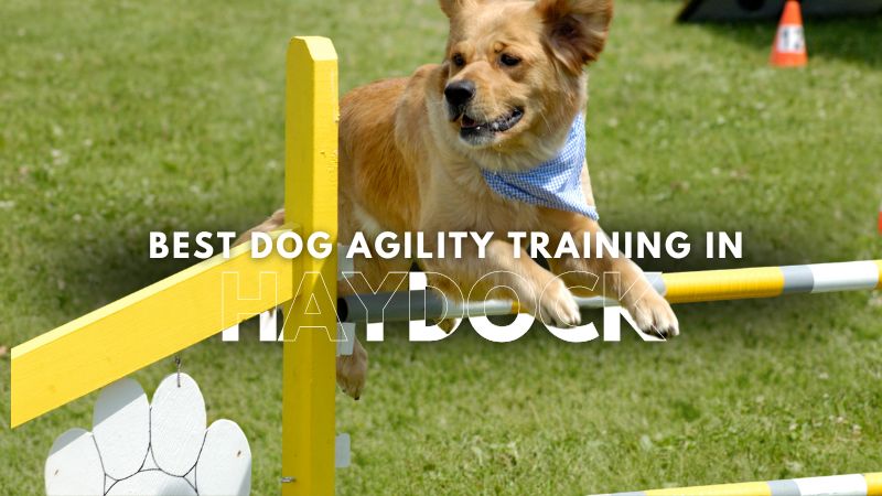 Best Dog Agility Training in Haydock