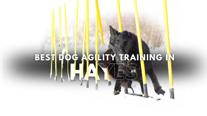 Best Dog Agility Training in Hayes