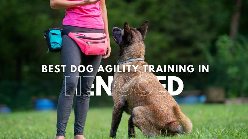 Best Dog Agility Training in Hengoed