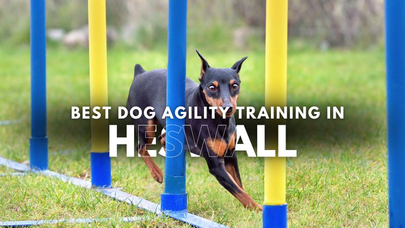 Best Dog Agility Training in Heswall