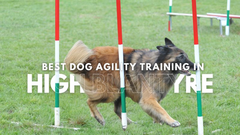 Best Dog Agility Training in High Blantyre