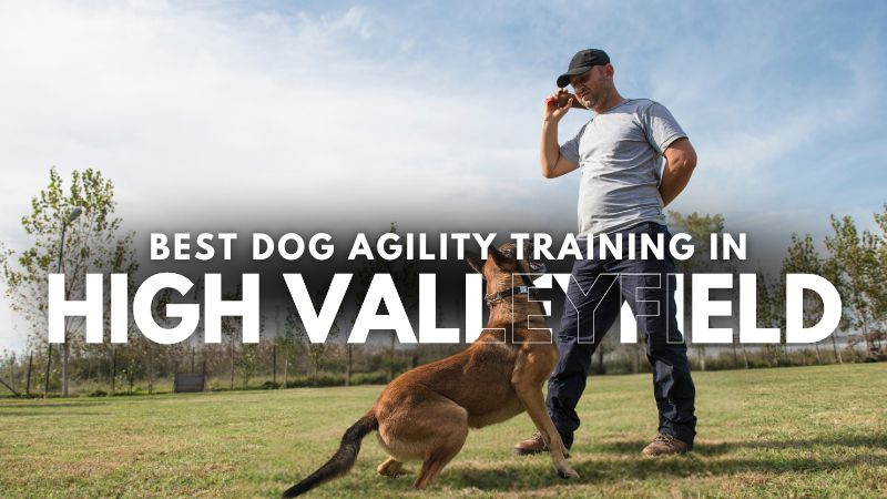 Best Dog Agility Training in High Valleyfield