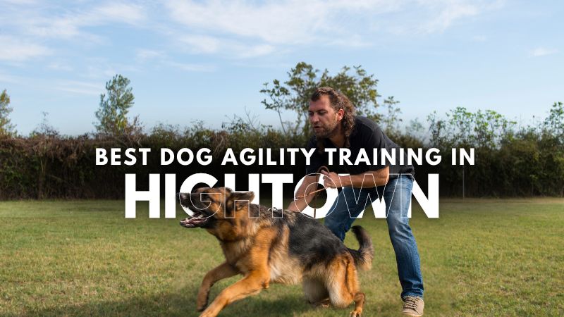 Best Dog Agility Training in Hightown