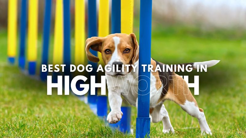 Best Dog Agility Training in Highworth