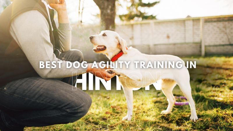 Best Dog Agility Training in Hinton