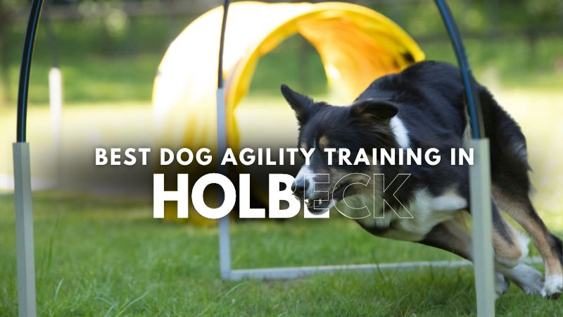 Best Dog Agility Training in Holbeck