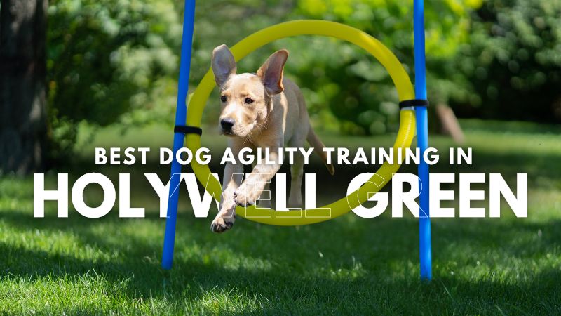 Best Dog Agility Training in Holywell Green