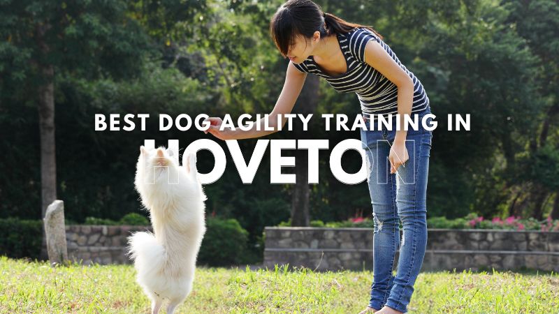 Best Dog Agility Training in Hoveton