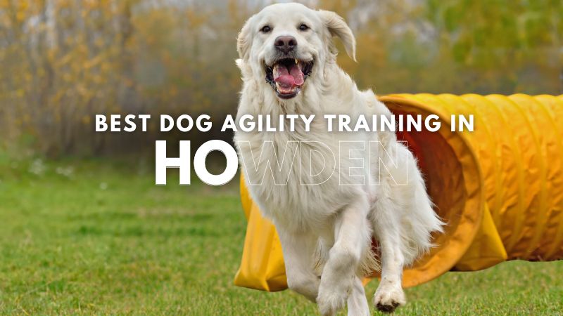 Best Dog Agility Training in Howden