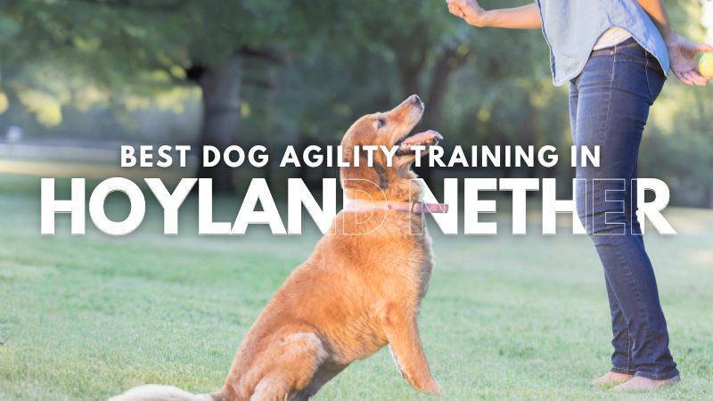 Best Dog Agility Training in Hoyland Nether