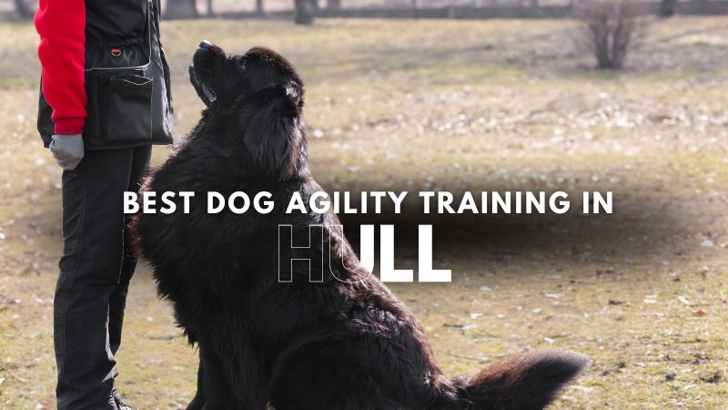 Best Dog Agility Training in Hull