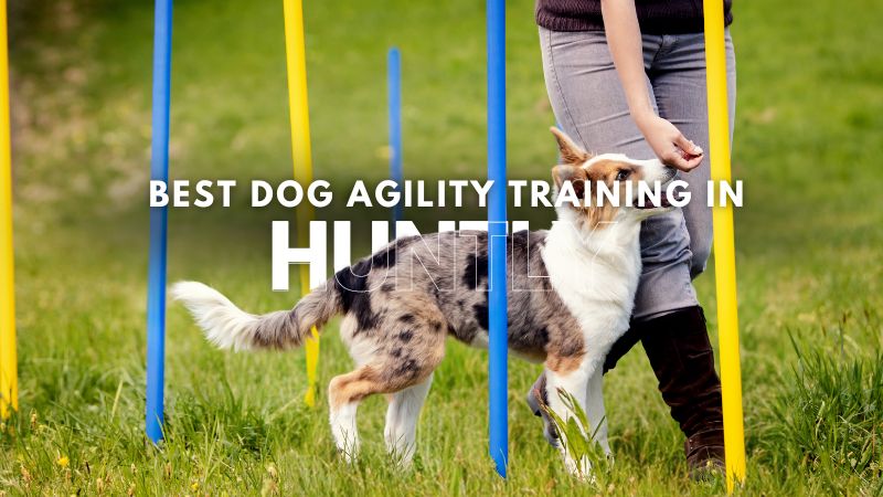 Best Dog Agility Training in Huntly