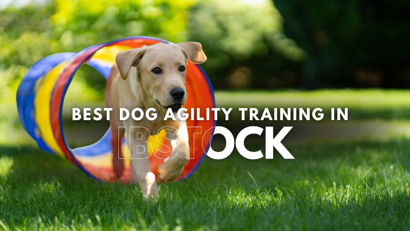 Best Dog Agility Training in Ibstock