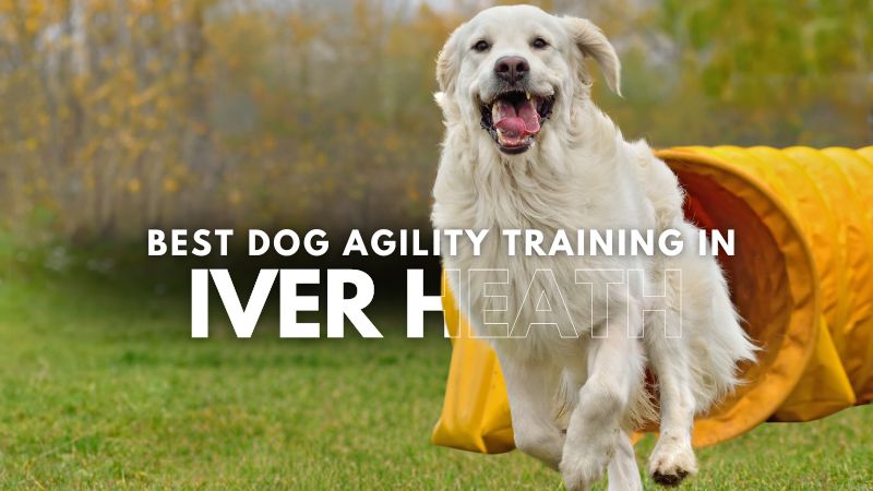 Best Dog Agility Training in Iver Heath