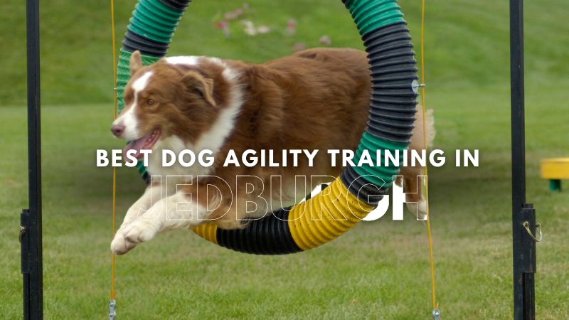 Best Dog Agility Training in Jedburgh