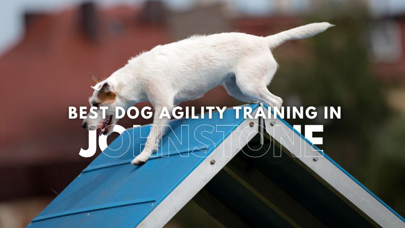 Best Dog Agility Training in Johnstone