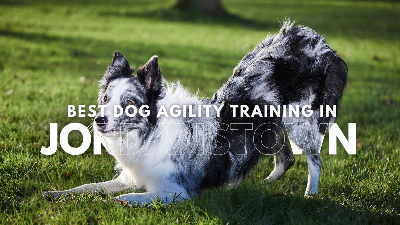 Best Dog Agility Training in Jordanstown