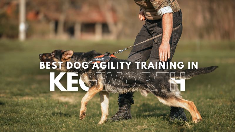 Best Dog Agility Training in Kegworth