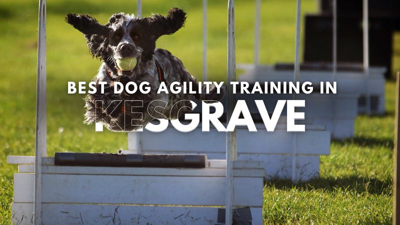 Best Dog Agility Training in Kesgrave