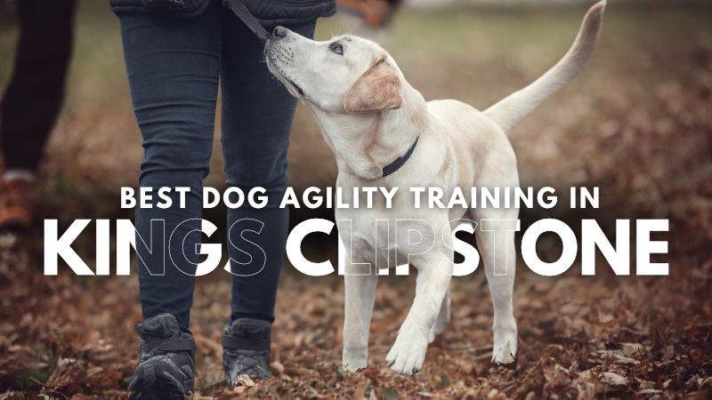 Best Dog Agility Training in Kings Clipstone