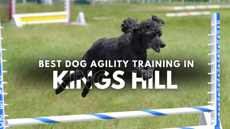 Best Dog Agility Training in Kings Hill