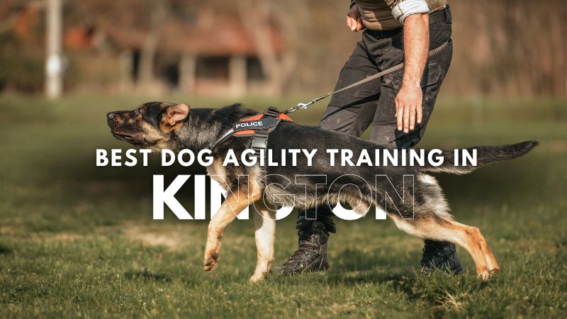 Best Dog Agility Training in Kington