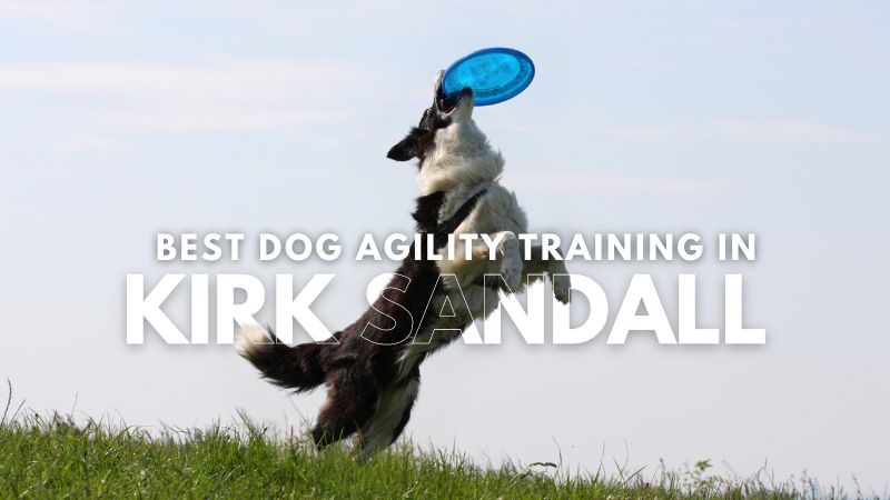 Best Dog Agility Training in Kirk Sandall