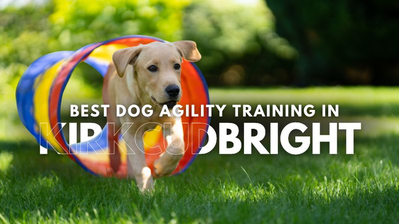 Best Dog Agility Training in Kirkcudbright