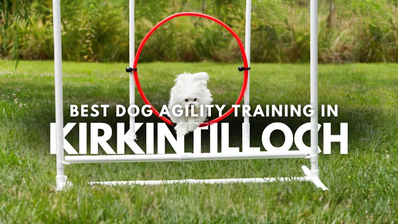 Best Dog Agility Training in Kirkintilloch