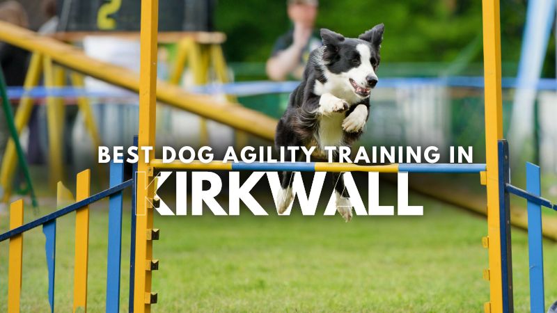 Best Dog Agility Training in Kirkwall